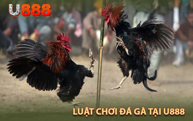 Luật Chơi Đá Gà Tại U888