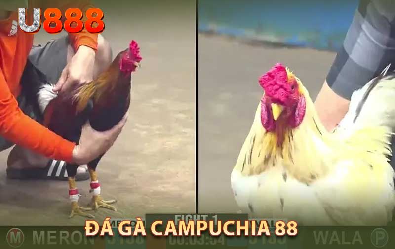 Đá gà Campuchia 88